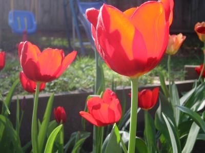 tulips in my backyard